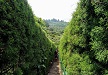 cafe albania maze