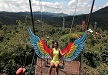 cafe albania wings swing